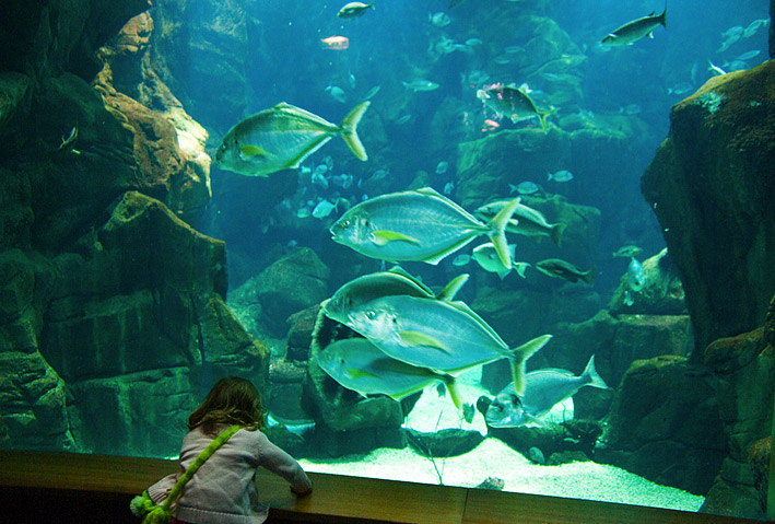 Madeiras akvarium